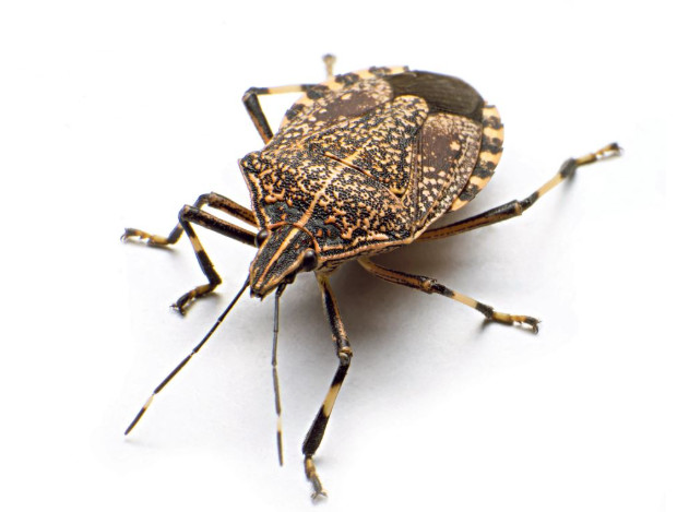 Na ovaj prirodan način ćete se rešiti dosadnih smrdibuba u svom domu: Ključ je u tome gde ćete staviti ovo sredstvo od samo 2 sastojka - featured image Na ovaj prirodan način ćete se rešiti dosadnih smrdibuba u svom domu: Ključ je u tome gde ćete staviti ovo sredstvo od samo 2 sastojka - featured image