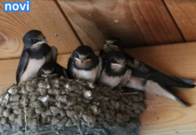 AKO IMATE GNIJEZD0 LASTAVICA, nipošto ga ne dirajte: Evo šta 0no znači prema narodnom vjerovanju