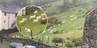 SNIMALA OVCE pa primjetila nešto vrlo čudno: “Nisam mogla vjerovati svojim očima! Kako je to moguće?”