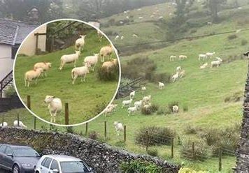 SNIMALA OVCE pa primjetila nešto vrlo čudno: “Nisam mogla vjerovati svojim očima! Kako je to moguće?”