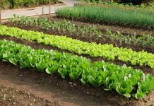 SODA BIKARBONA UMJESTO PESTICIDA: Zaštitite voće i povrće od propadanja na ovaj način! (RECEPT)