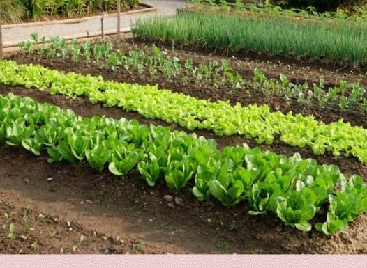 SODA BIKARBONA UMJESTO PESTICIDA: Zaštitite voće i povrće od propadanja na ovaj način! (RECEPT)