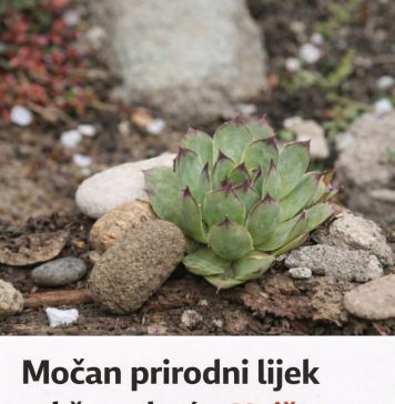 Moćan prirodni lijek od čuvarkuće: Uništava opasnu bakteriju u želucu, spriječava nadimanje i čuva zdravlje stomaka Moćan prirodni lijek od čuvarkuće: Uništava opasnu bakteriju u želucu, spriječava nadimanje i čuva zdravlje stomaka - featured image