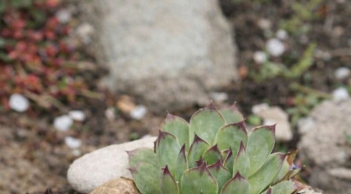 Moćan prirodni lijek od čuvarkuće: Uništava opasnu bakteriju u želucu, spriječava nadimanje i čuva zdravlje stomaka Moćan prirodni lijek od čuvarkuće: Uništava opasnu bakteriju u želucu, spriječava nadimanje i čuva zdravlje stomaka - featured image