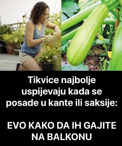 Tikvice najbolje uspijevaju kada se posade u kante ili saksije: Evo kako da ih gajite na balkonu - featured image