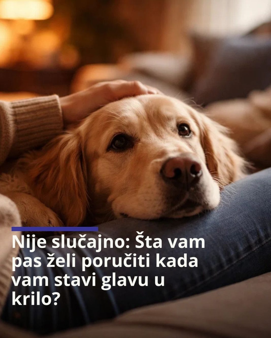 Nije slučajno: Šta vam pas želi poručiti kada vam stavi glavu u krilo? - featured image