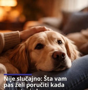 Nije slučajno: Šta vam pas želi poručiti kada vam stavi glavu u krilo? Nije slučajno: Šta vam pas želi poručiti kada vam stavi glavu u krilo? - featured image