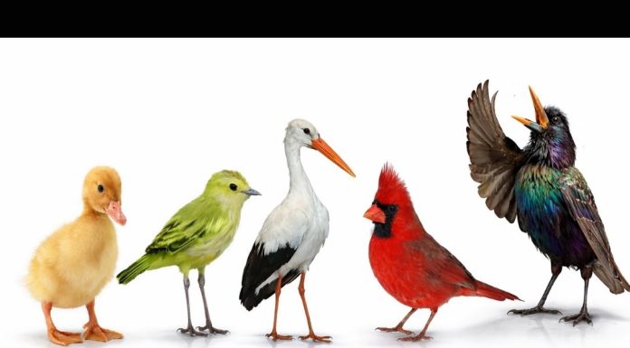 Brzi psihološki test: Izaberite jednu pticu i otkrijte šta vas izdvaja iz mase, rezultati su nevjerovatno tačni Brzi psihološki test: Izaberite jednu pticu i otkrijte šta vas izdvaja iz mase, rezultati su nevjerovatno tačni - featured image