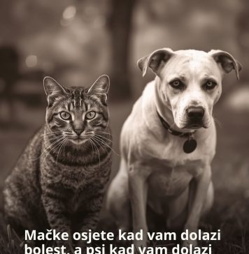 Mačke osjete kad vam dolazi bolest, a psi kad vam dolazi loša osoba: Evo kako životinje skeniraju energiju Mačke osjete kad vam dolazi bolest, a psi kad vam dolazi loša osoba: Evo kako životinje skeniraju energiju - featured image
