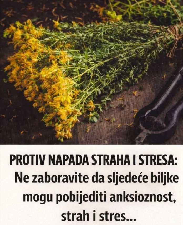 PROTIV NAPADA STRAHA I STRESA: Ne zaboravite da sljedeće biljke mogu pobijediti anksioznost, strah i stres… - featured image PROTIV NAPADA STRAHA I STRESA: Ne zaboravite da sljedeće biljke mogu pobijediti anksioznost, strah i stres… - featured image