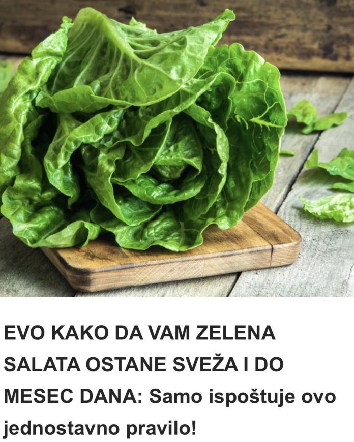 EVO KAKO DA VAM ZELENA SALATA OSTANE SVEŽA I DO MESEC DANA: Samo ispoštuje ovo jednostavno pravilo! - featured image EVO KAKO DA VAM ZELENA SALATA OSTANE SVEŽA I DO MESEC DANA: Samo ispoštuje ovo jednostavno pravilo! - featured image