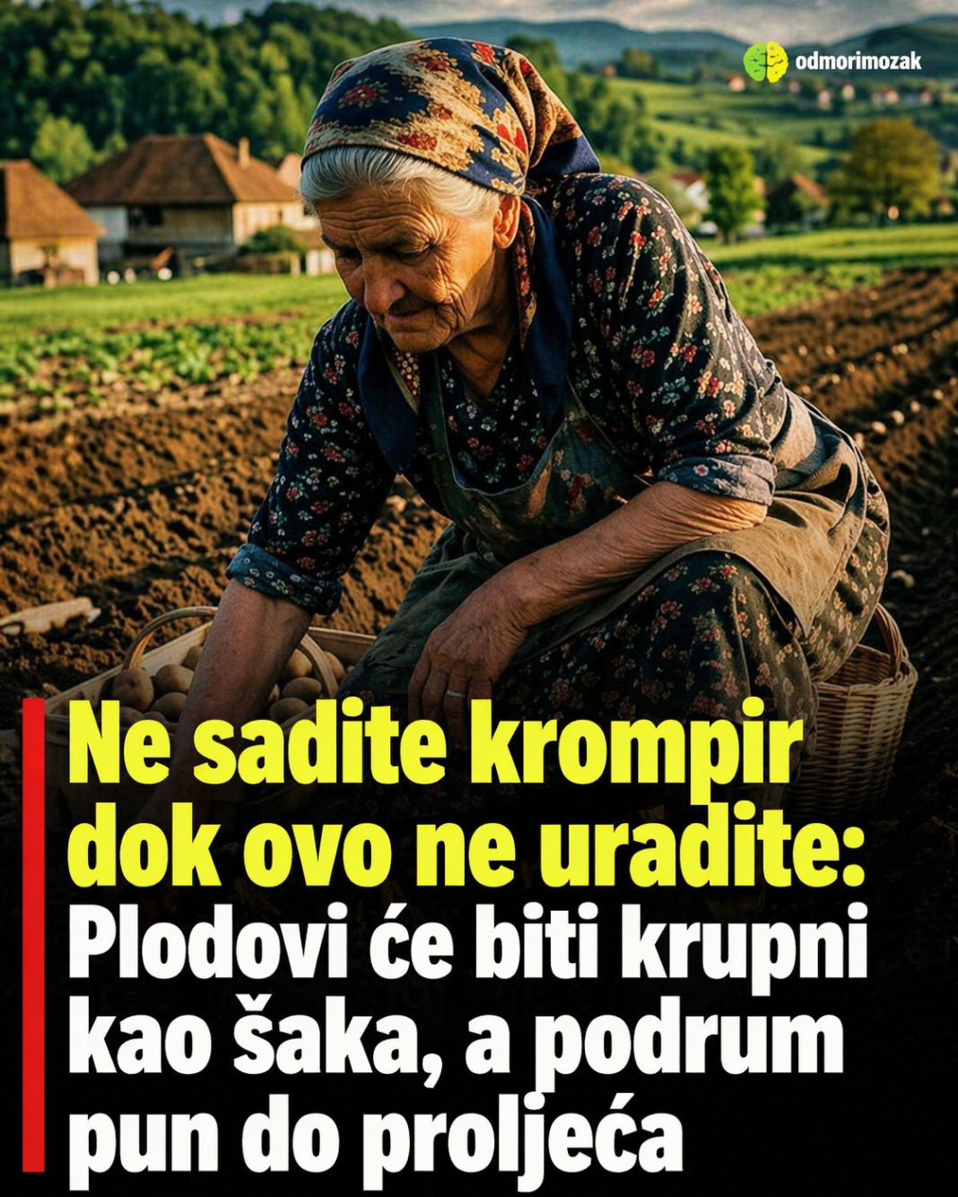 Ne sadite krompir dok ovo ne uradite! - featured image