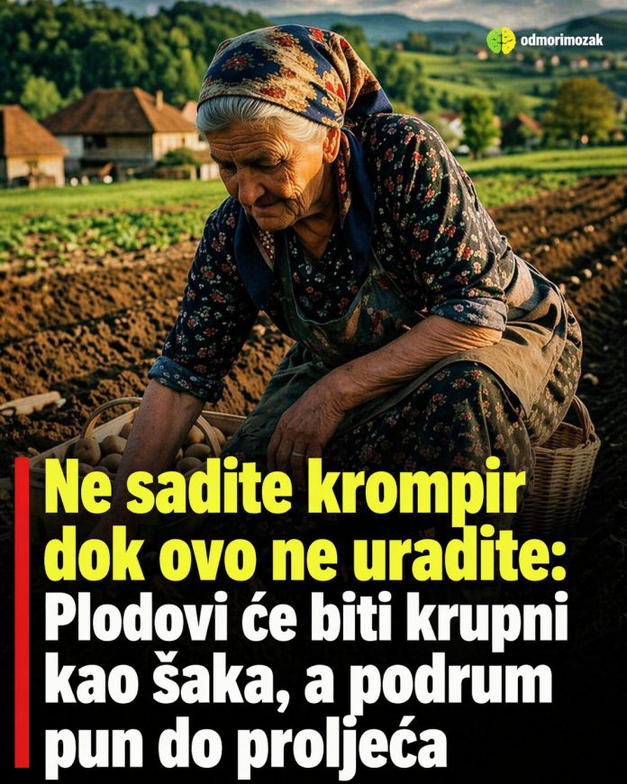Ne sadite krompir dok ovo ne uradite! - featured image Ne sadite krompir dok ovo ne uradite! - featured image