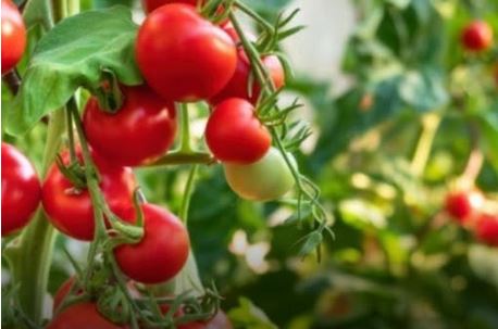 Paradajz će rađati duplo više! Pored njega posadite ovu biljku, štiti ga od štetočina - featured image Paradajz će rađati duplo više! Pored njega posadite ovu biljku, štiti ga od štetočina - featured image