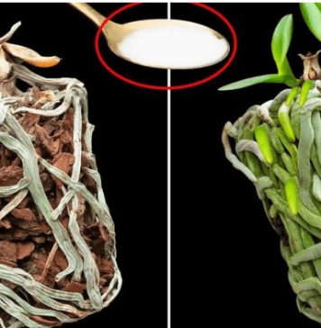 Samo joj dajte 1 kašiku i uništena ORHIDEJA će niknuti mnogo novih korijena! Samo joj dajte 1 kašiku i uništena ORHIDEJA će niknuti mnogo novih korijena! - featured image
