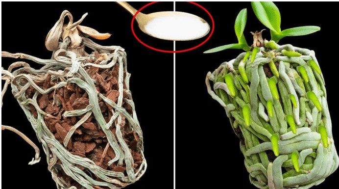 Samo joj dajte 1 kašiku i uništena ORHIDEJA će niknuti mnogo novih korijena! Samo joj dajte 1 kašiku i uništena ORHIDEJA će niknuti mnogo novih korijena! - featured image