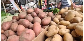 STRUČNJACI OTKRILI DA LI JE BOLJI CRVENI ILI BIJELI KROMPIR: Razlika je velika, a OVAJ je zdraviji STRUČNJACI OTKRILI DA LI JE BOLJI CRVENI ILI BIJELI KROMPIR: Razlika je velika, a OVAJ je zdraviji - featured image