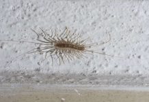 Stonoge u domu nisu samo neugodan prizor: šta njihovo pojavljivanje zapravo govori o vašoj kući Stonoge u domu nisu samo neugodan prizor: šta njihovo pojavljivanje zapravo govori o vašoj kući - featured image