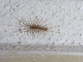 Stonoge u domu nisu samo neugodan prizor: šta njihovo pojavljivanje zapravo govori o vašoj kući Stonoge u domu nisu samo neugodan prizor: šta njihovo pojavljivanje zapravo govori o vašoj kući - featured image