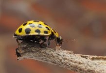 Primijetili ste ove bube u svom domu? Evo što trebate učiniti Primijetili ste ove bube u svom domu? Evo što trebate učiniti - content image