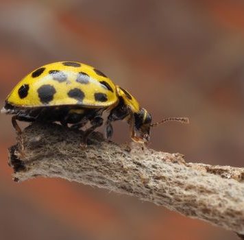 Primijetili ste ove bube u svom domu? Evo što trebate učiniti Primijetili ste ove bube u svom domu? Evo što trebate učiniti - content image