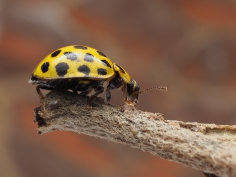 Primijetili ste ove bube u svom domu? Evo što trebate učiniti - content image