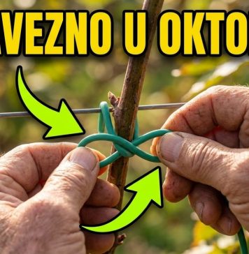 OVAKO OREŽITE I POVEŽITE kupine u oktobru za obilan rod dogodine OVAKO OREŽITE I POVEŽITE kupine u oktobru za obilan rod dogodine - featured image