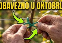 OVAKO OREŽITE I POVEŽITE kupine u oktobru za obilan rod dogodine OVAKO OREŽITE I POVEŽITE kupine u oktobru za obilan rod dogodine - featured image