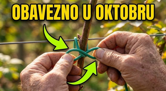 OVAKO OREŽITE I POVEŽITE kupine u oktobru za obilan rod dogodine OVAKO OREŽITE I POVEŽITE kupine u oktobru za obilan rod dogodine - featured image